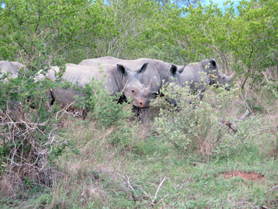 A crash of Rhinos, Kruger, South Africa 2013